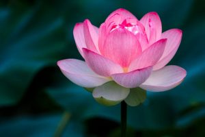 TOP 10 LOÀI HOA TƯỢNG TRƯNG CHO SỰ KHỞI ĐẦU: MỖI CÁNH HOA, MỘT ƯỚC MƠ