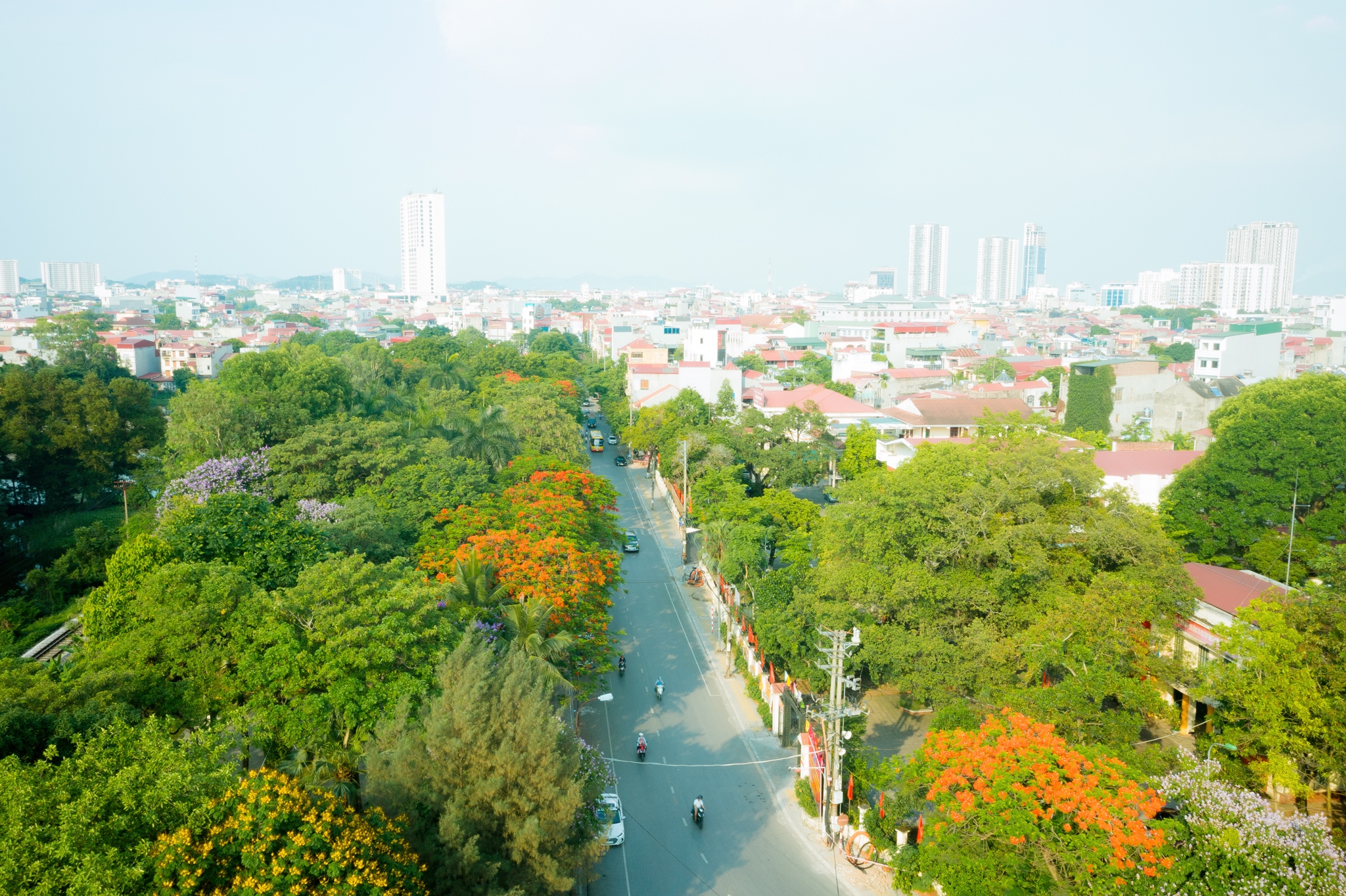 DỰ ÁN CẮT TỈA CÂY XANH BẮC NINH