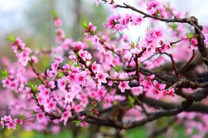 HOA ĐÀO – BIỂU TƯỢNG HƯƠNG SẮC KHỞI ĐẦU CỦA MÙA XUÂN VIỆT