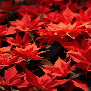 TOP 5 LOÀI HOA ĐƯỢC ƯA CHUỘNG TRONG MÔ HÌNH SỰ KIỆN – VẺ ĐẸP VÀ THÔNG ĐIỆP KHÔNG THỂ BỎ QUA