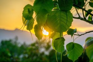 NGUỒN GỐC VÀ Ý NGHĨA CỦA CÂY BỒ ĐỀ – BIỂU TƯỢNG LÁ ĐỀ TRONG VĂN HÓA VIỆT NAM